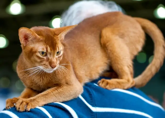 ginger abyssinian cat on blue with white lines cloth