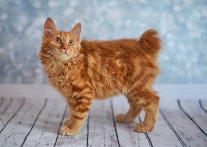 ginger american bobtail on blurred background