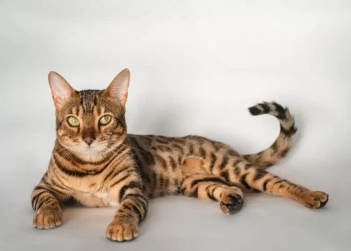 ginger bengal cat on gray background