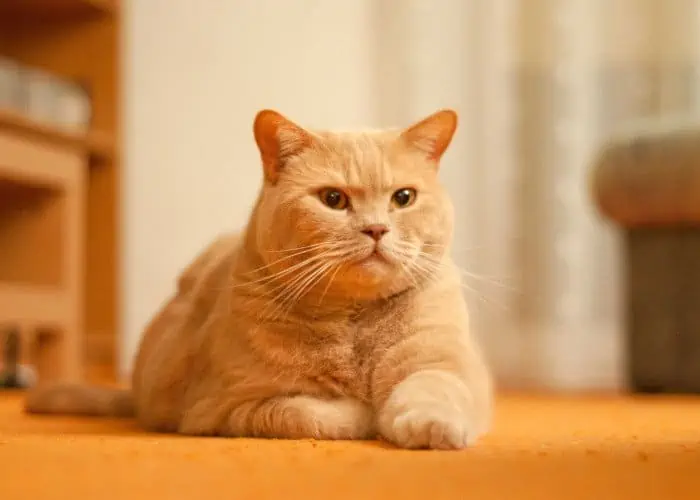 ginger british shorthair on orange floor