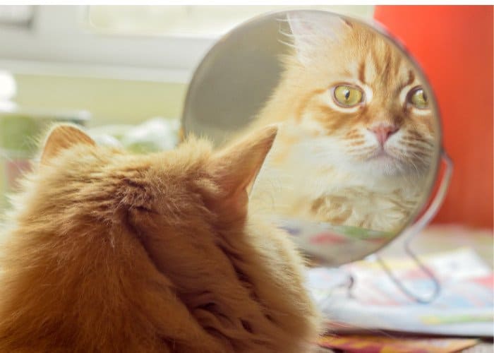 ginger cat looking in a mirror