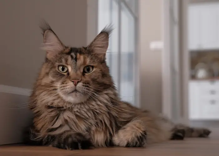 main coon cat lying near the wall