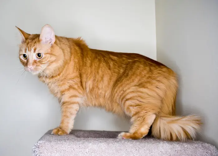 orange domestic longhair on the top of a cemented post