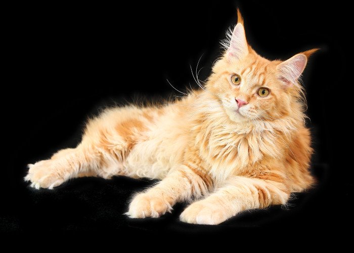 orange main coon cat on dark background