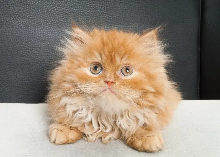 orange persian cat on the chair