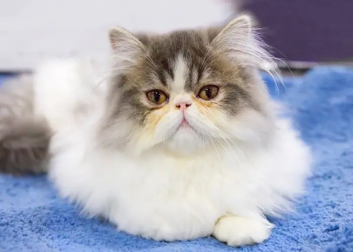 persian cat resting on a blue cloth