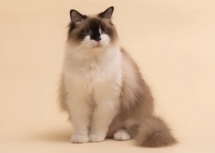ragdoll cat image against a light yellow background
