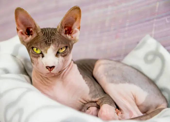 sphynx cat lying a pillow