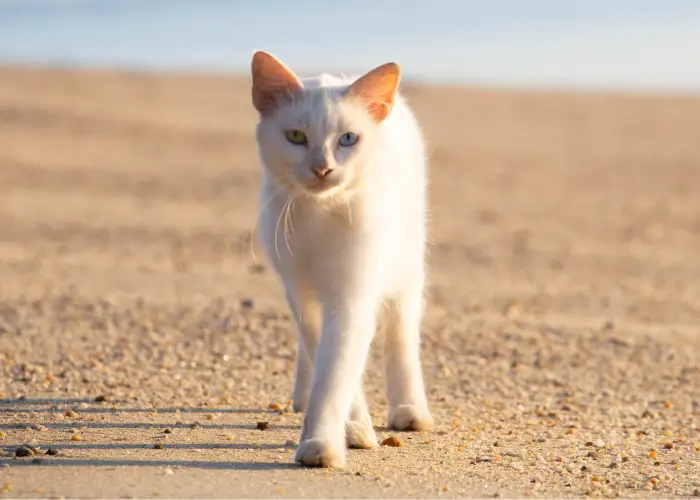 white khao manee cat walking on the ground