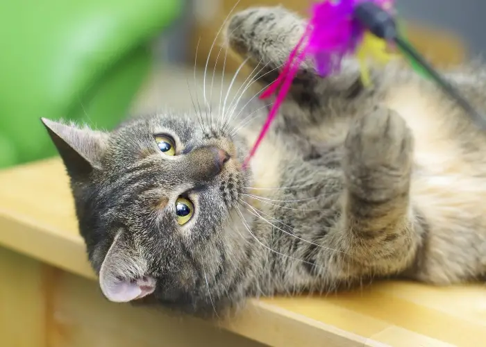 a cat playing with colorful strings