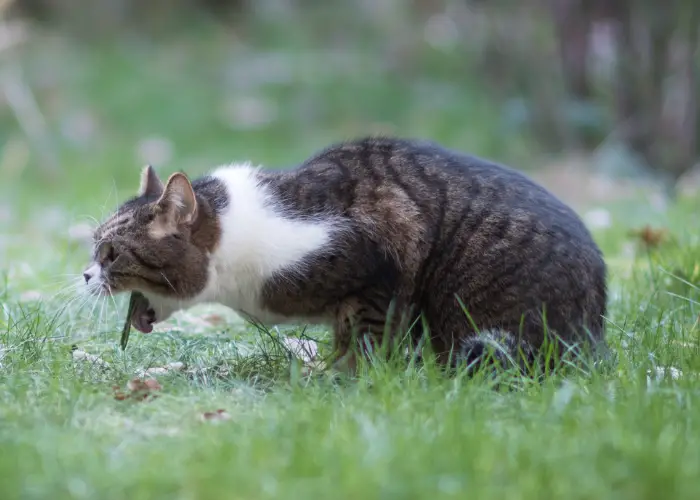 a cat vomiting in the garden