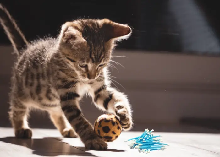a kitten playing with a ball and q-tips