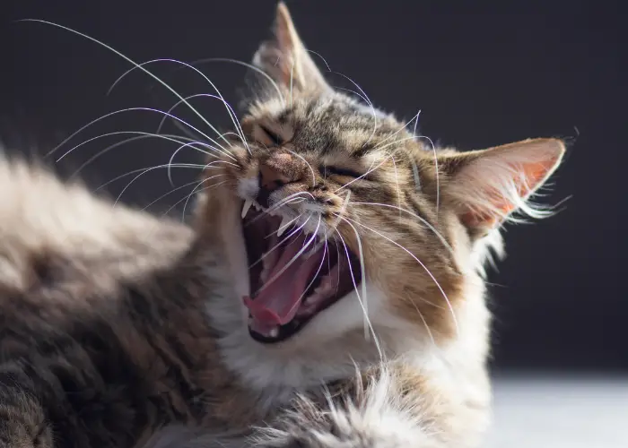 a lying cat yowling against a dark background