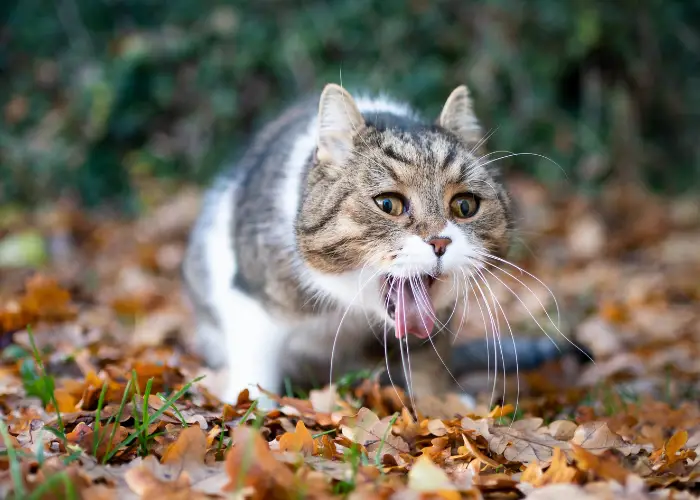 a tabby cat puking in the garden