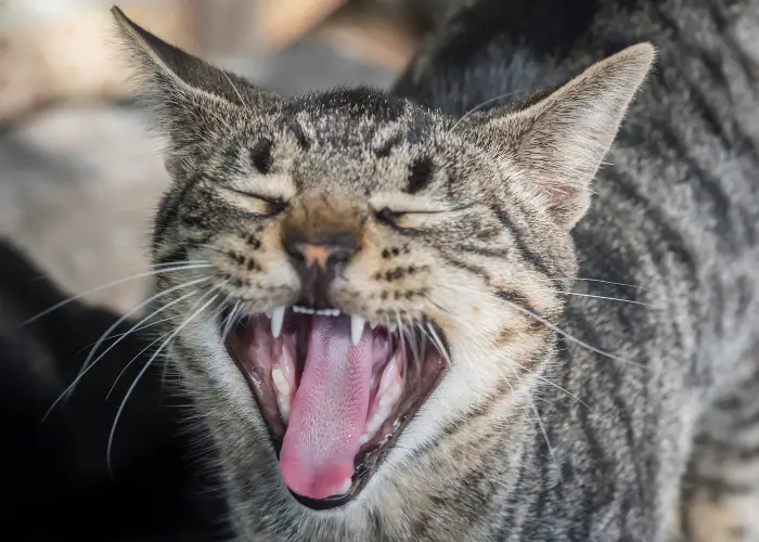 a yowling cat close up image