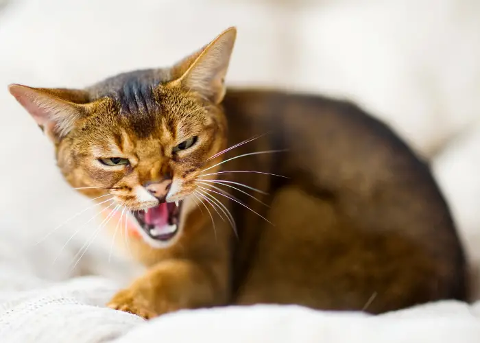 a yowling cat on the bed