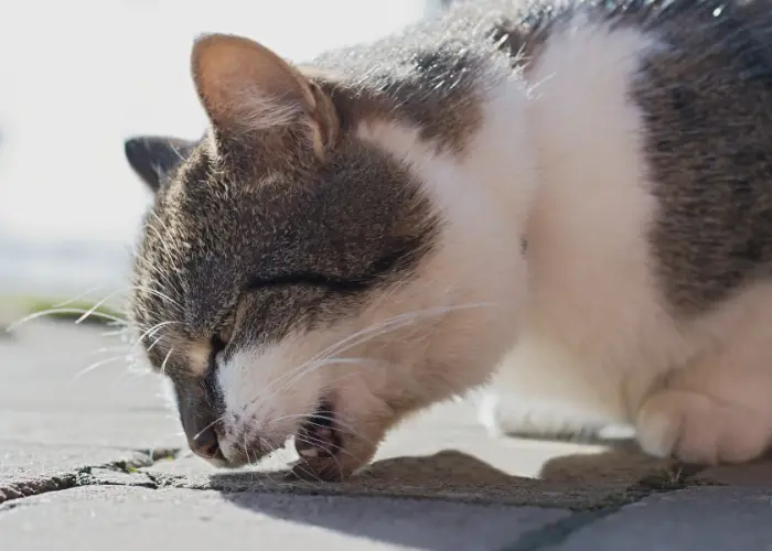 cat vomiting furball