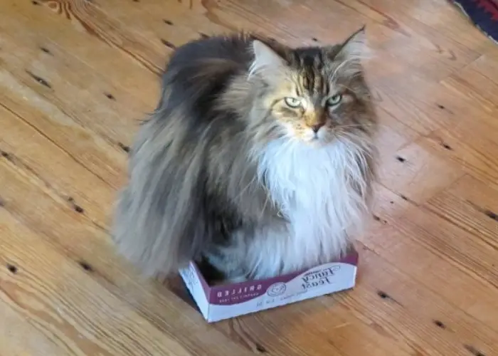 funny cat in a box
