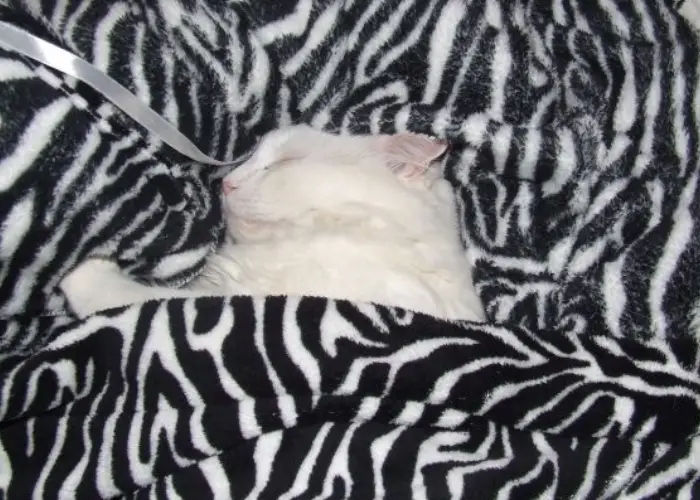 white cat in a blanket