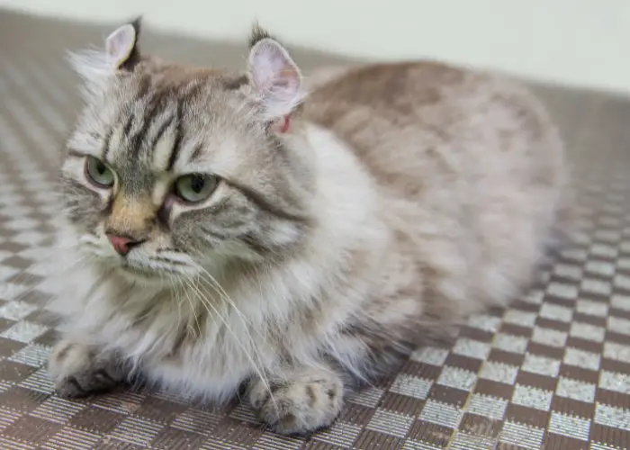 American curl cat close up photo