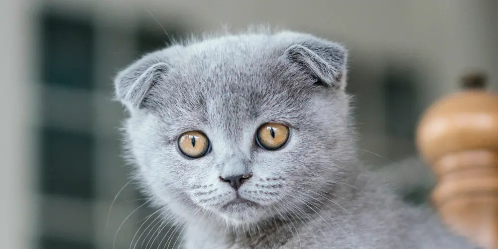Cats with Floppy Ears article featured image