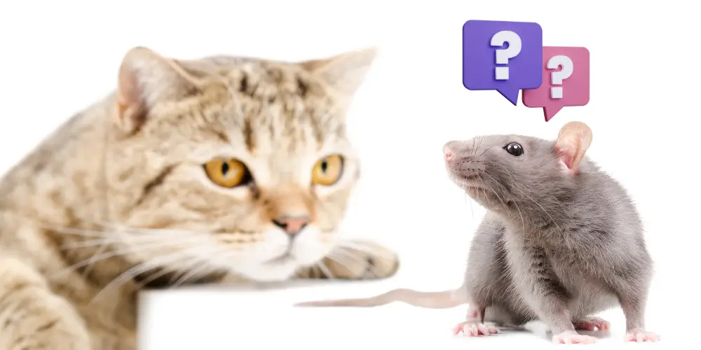 Do Cats Eat Rats article featured image