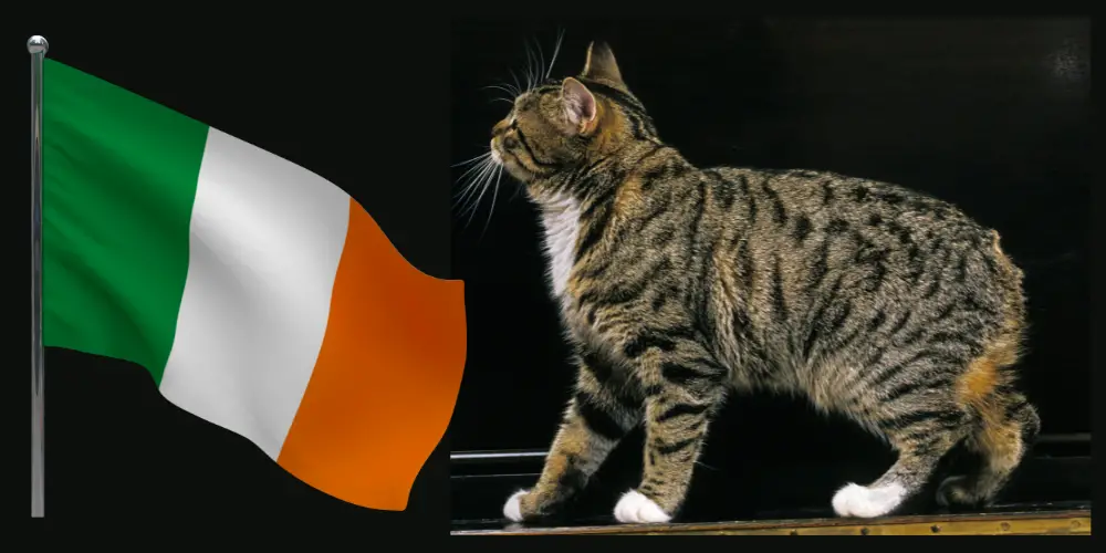Irish Cat Breeds article featured image