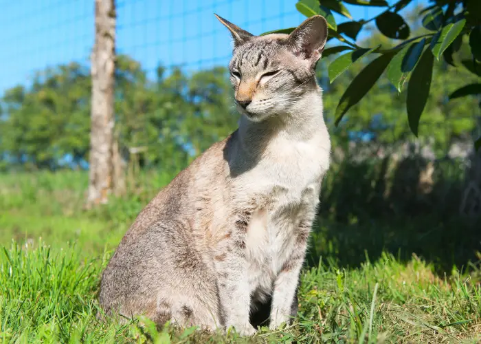 Oriental shorthair cat close up photo