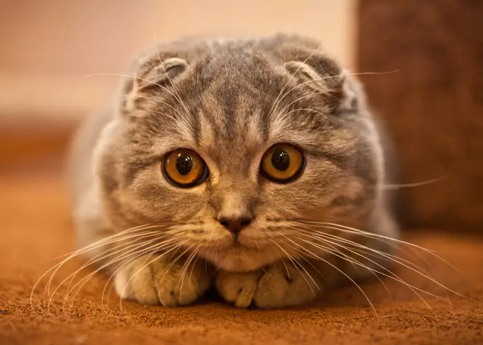 Scottish Fold cat close up photo
