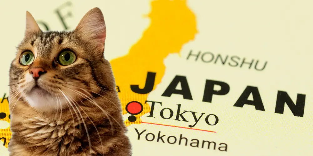 Top 10 Most Popular Cat Breeds in Japan article featured image
