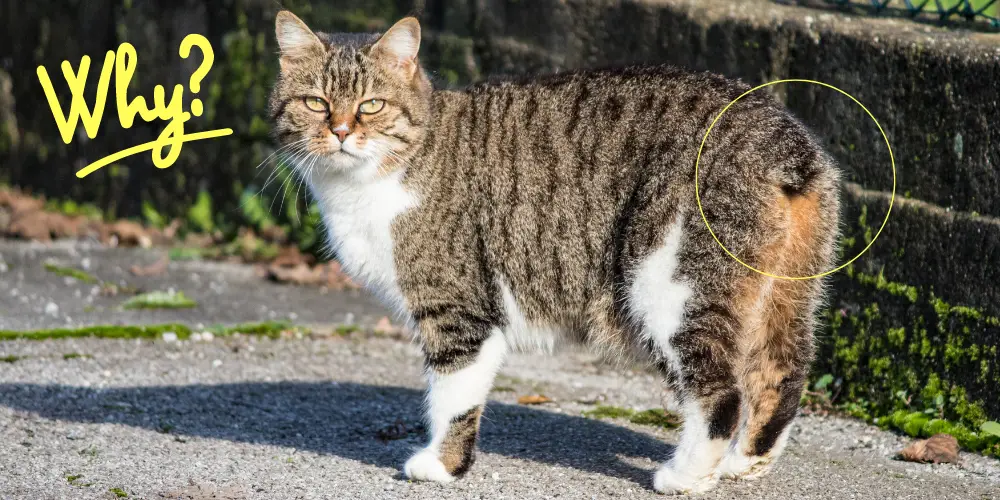 Why Do Cats' Tails Fall Off article featured image
