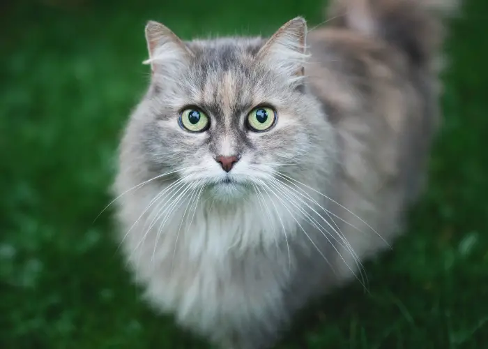 german longhair cat close up image