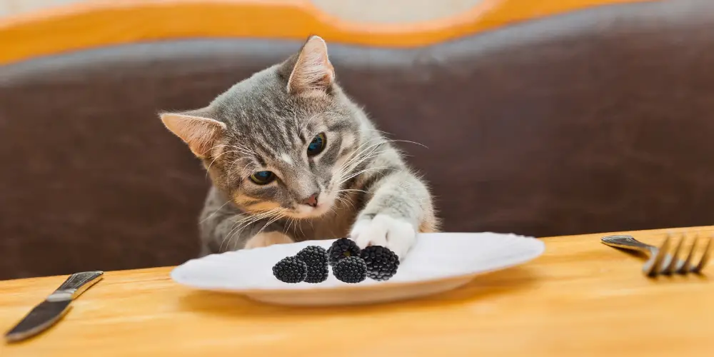 Can Cats Eat Blackberries post featured image