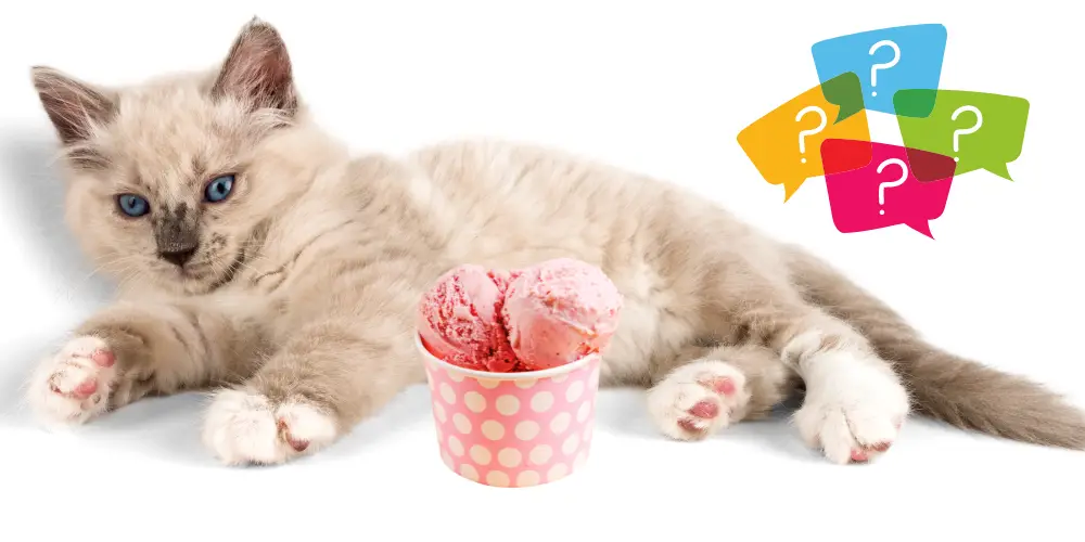 Can Cats Eat Ice Cream article featured image