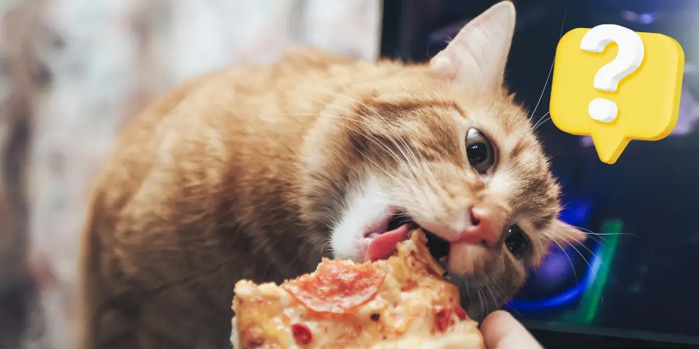 Can Cats Eat Pizza article featured image
