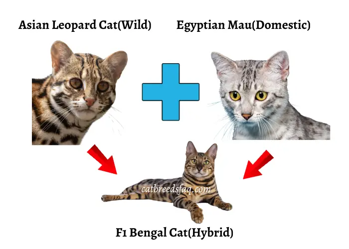 How F1 bengal cat is produced