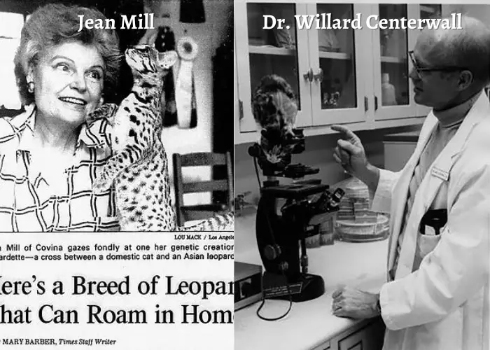 Jean Mill and Dr. Willard Centerwall photos with bengal cats in one frame