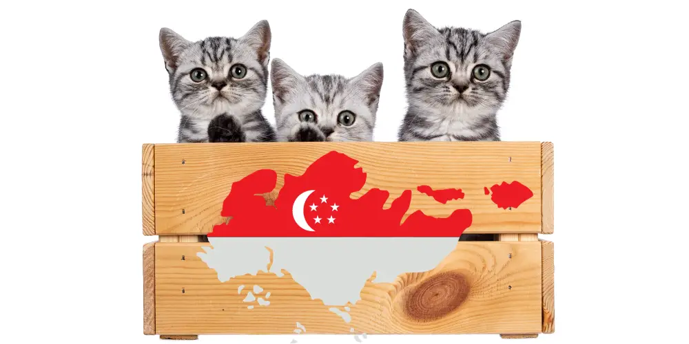 Top 10 Cat Breeds in Singapore article featured image