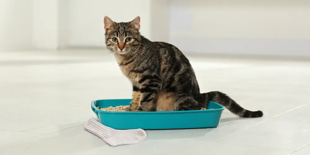Why Do Cats Drag Things Into Their Litter Boxes post featured image