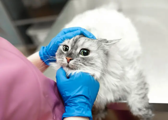 a vet examining a cat