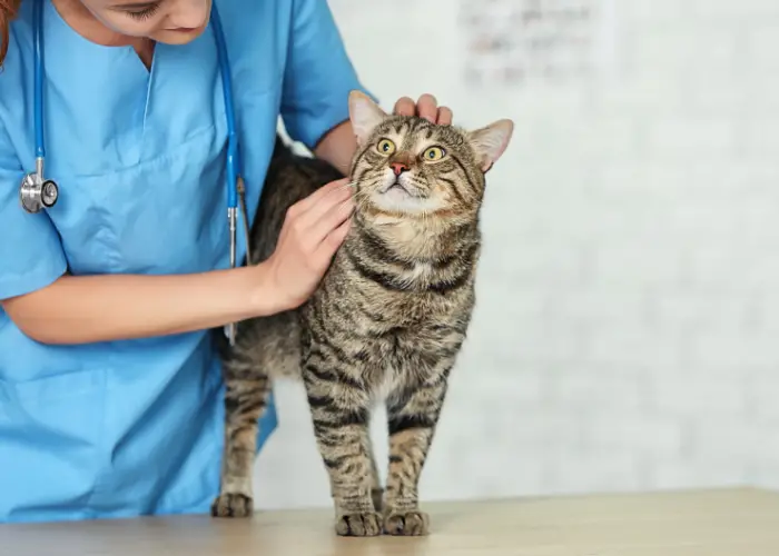 a vet petting a cat