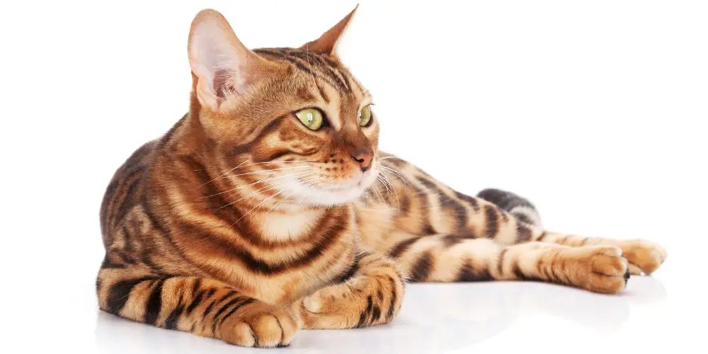 bengal cat breed on a white background