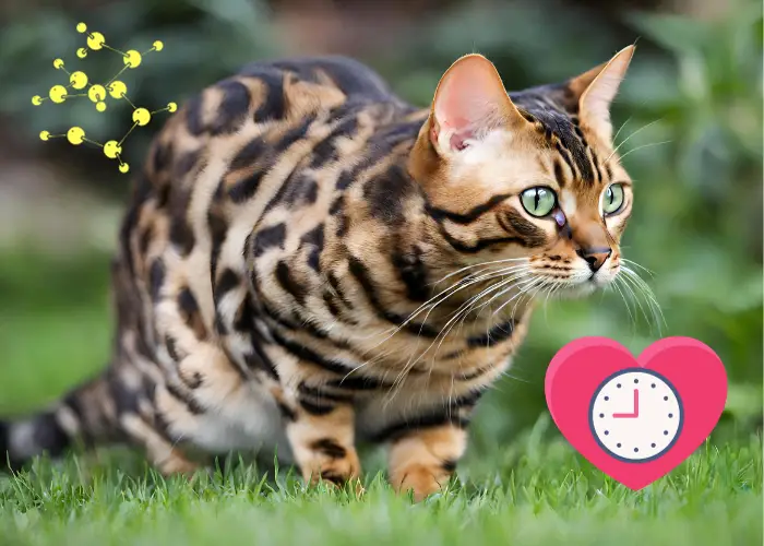 bengal cat with lifespan icons