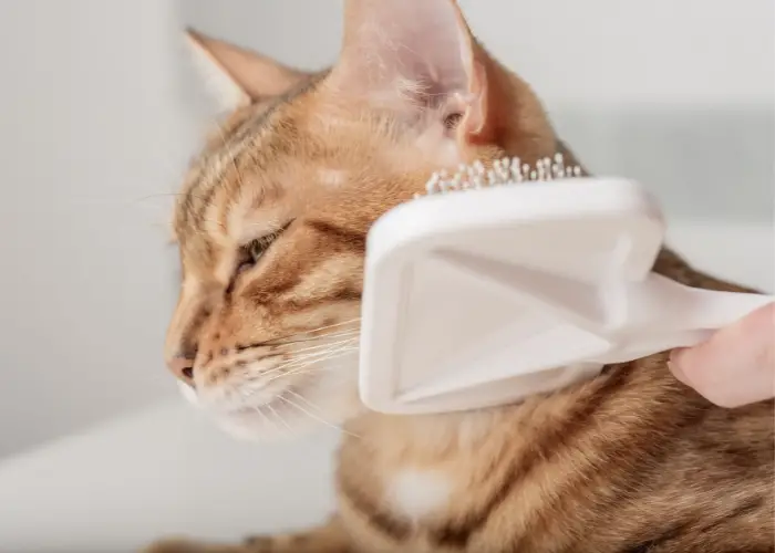 brushing a bengal cat 