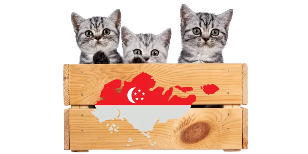 Top 10 Cat Breeds in Singapore post featured image