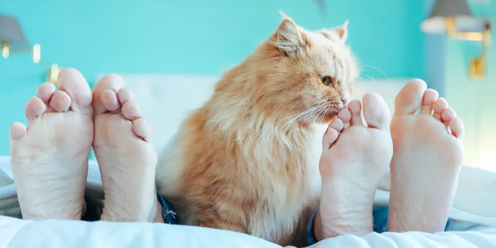 Reasons Why Cats Attack Feet in Bed article featured image