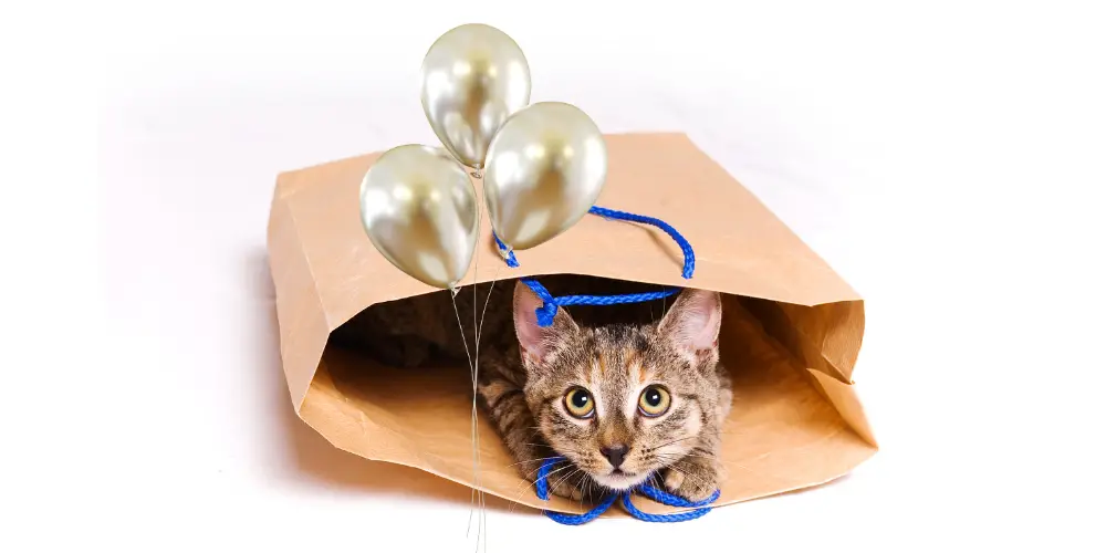 Reasons Why Cats are Scared of Balloons article featured image
