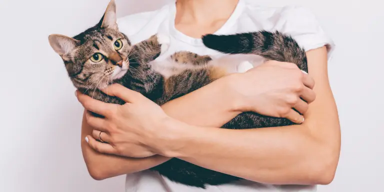 5 Cuddly Reasons Why Cats Are So Soft 