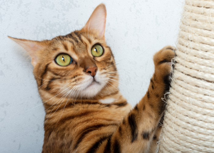 a Bengal cat scratching with a scratching post