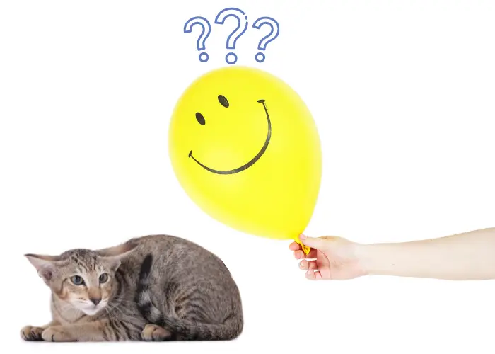 a balloon being introduced to a cat photo